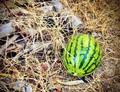 The Thanksgiving Watermelon