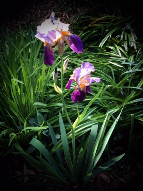 Garden Iris