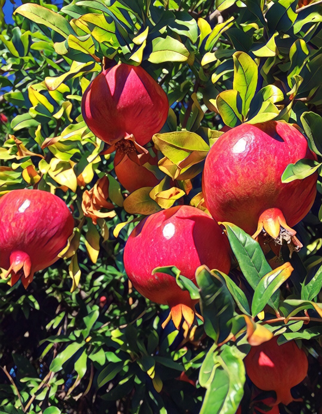 Pomegranates in the Sun