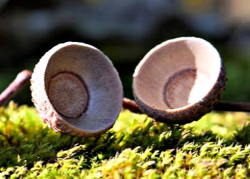 Acorn Cups - Inner Child Healing Techniques