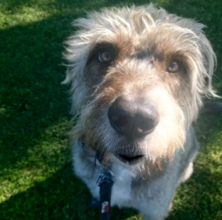 Stryder the dog looking at the camera