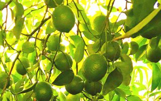 lemons ripening on a tree