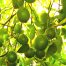 lemons ripening on a tree