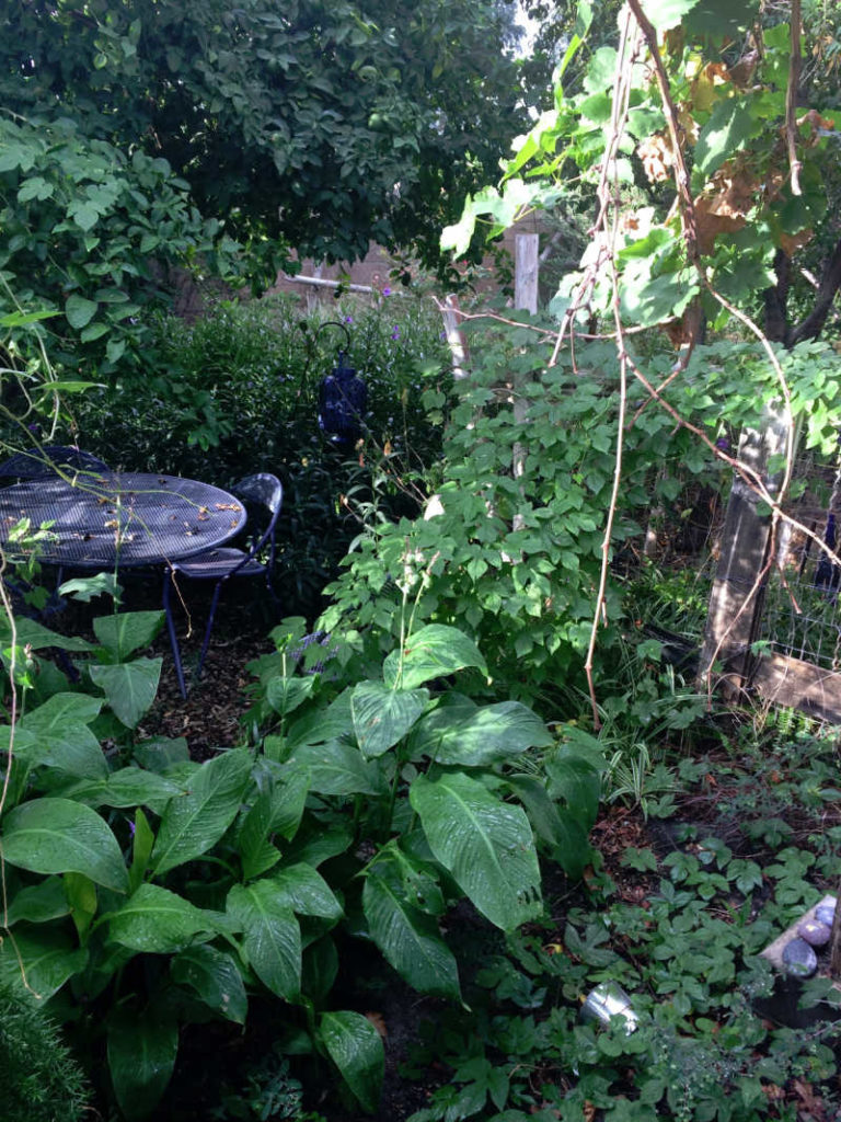 Backyard Greenery